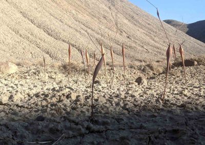 picture of bulbous dried plants in the dried mud of peach valley