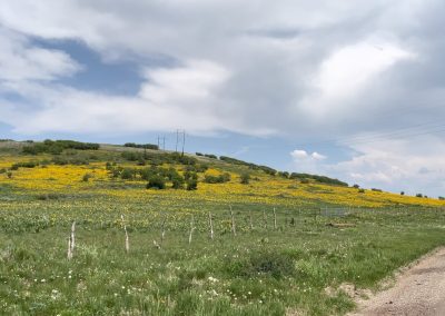 Picture of golden field of Asters on the Uncompaghre Plateau